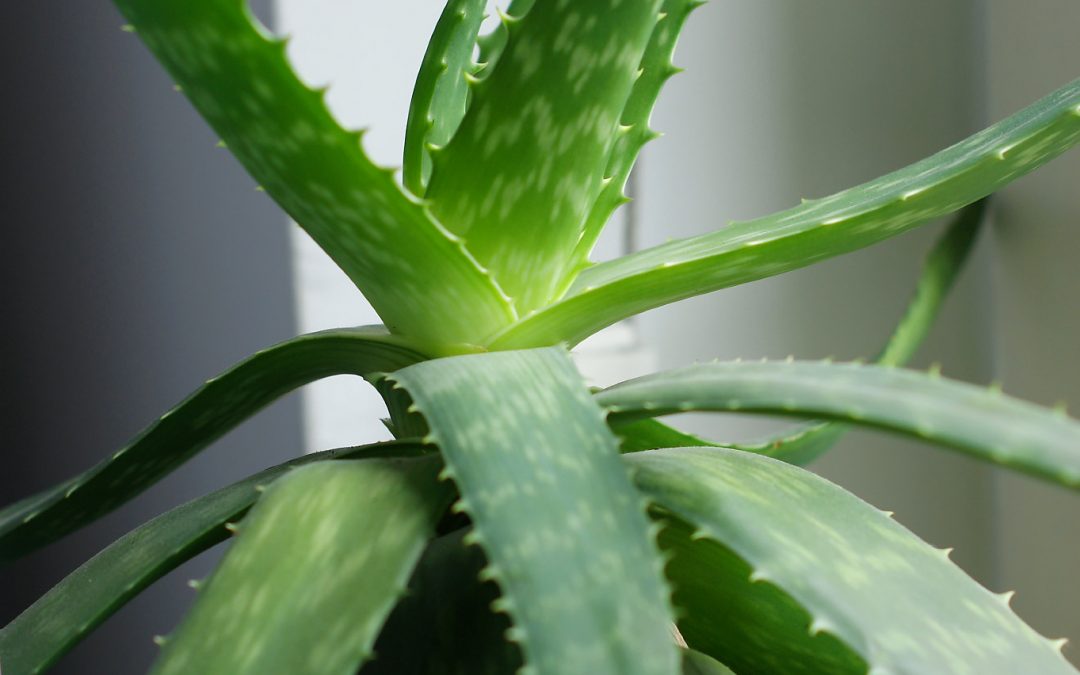 Aloes – dlaczego warto go mieć w domu